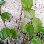 Peperomia magnoliifoliaപുഷ്പം