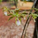 Encyclia tampensis Blomst