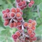 Rhus aromatica Φρούτο