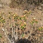 Carlina salicifolia Облик