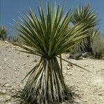 Yucca schidigera Habitus