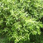 Cloezia floribunda Συνήθη χαρακτηριστικά