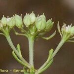 Iberis procumbens Frutto