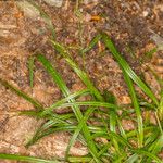 Carex strigosa Bloem