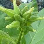 Nicotiana sylvestris 花