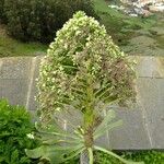 Aeonium urbicum Květ