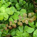 Anemia rotundifolia Leaf