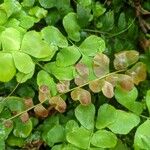 Anemia rotundifolia Folla