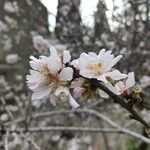Prunus amygdalus Kvet