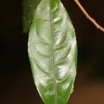Ouratea melinonii Leaf