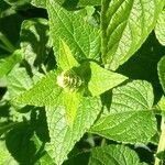 Salvia coccinea Blad