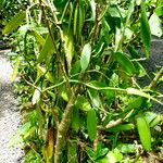 Vanilla planifolia Hábito