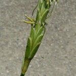 Aegilops speltoides 叶