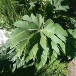 Tetrapanax papyrifer Habitat