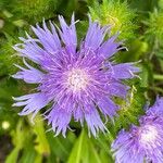 Stokesia laevis Kukka