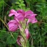 Pedicularis pyrenaica Flower