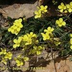 Brassica repanda Habitus