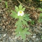 Anemone canadensisBlomma