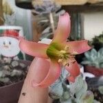 Cotyledon pendens Flor