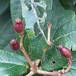 Viburnum rugosum Fruit