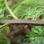 Asplenium hypomelas Leaf