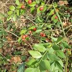 Ruscus hypophyllum Leaf