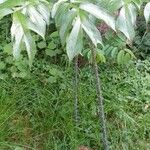 Amorphophallus paeoniifoliusFeuille