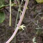 Cynanchum viminale Bark