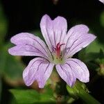 Geranium nodosum Fleur