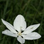 Milla biflora Flower