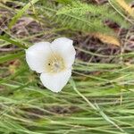 Calochortus apiculatus Flower