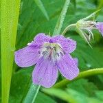 Geranium sylvaticum Õis