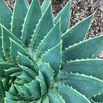 Aloe polyphylla Habitus