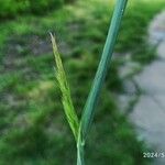 Calamagrostis epigejos Blomma