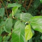 Piper tuberculatum 葉