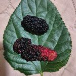 Rubus ulmifolius SchottFruit