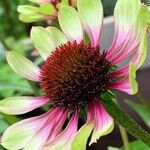 Echinacea pallida花