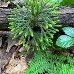 Lycopodium dendroideum Foglia