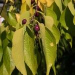 Celtis occidentalis Фрукт