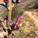 Kalanchoe grandidieri Kvet