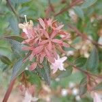 Abelia × grandiflora 果実