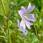 Malva multiflora Flor