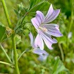 Malva multiflora Virág