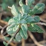 Alyssum montanum Lehti