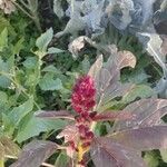 Amaranthus hypochondriacus Outro