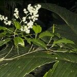 Pleuranthodendron lindenii 其他