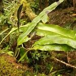 Elaphoglossum macropodium Blad