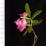 Rhododendron lepidotum Кветка