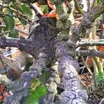 Phragmanthera usuiensis बार्क (छाल)