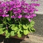 Primula malacoides Alkat (teljes növény)